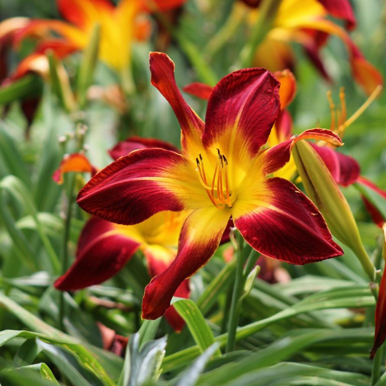 pexels-alex-ohan-204757441-15218367